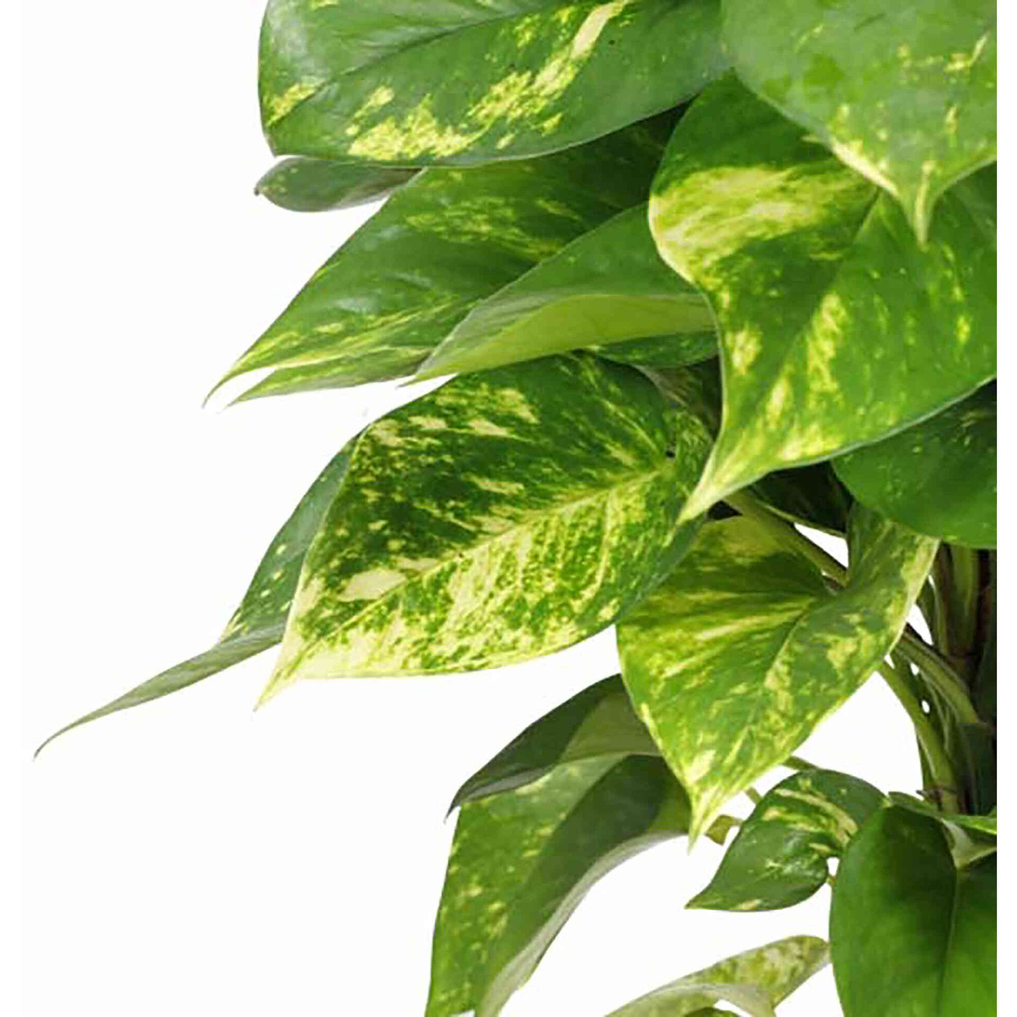 Planta Natural Scindapsus Aureum 10-20cm V12