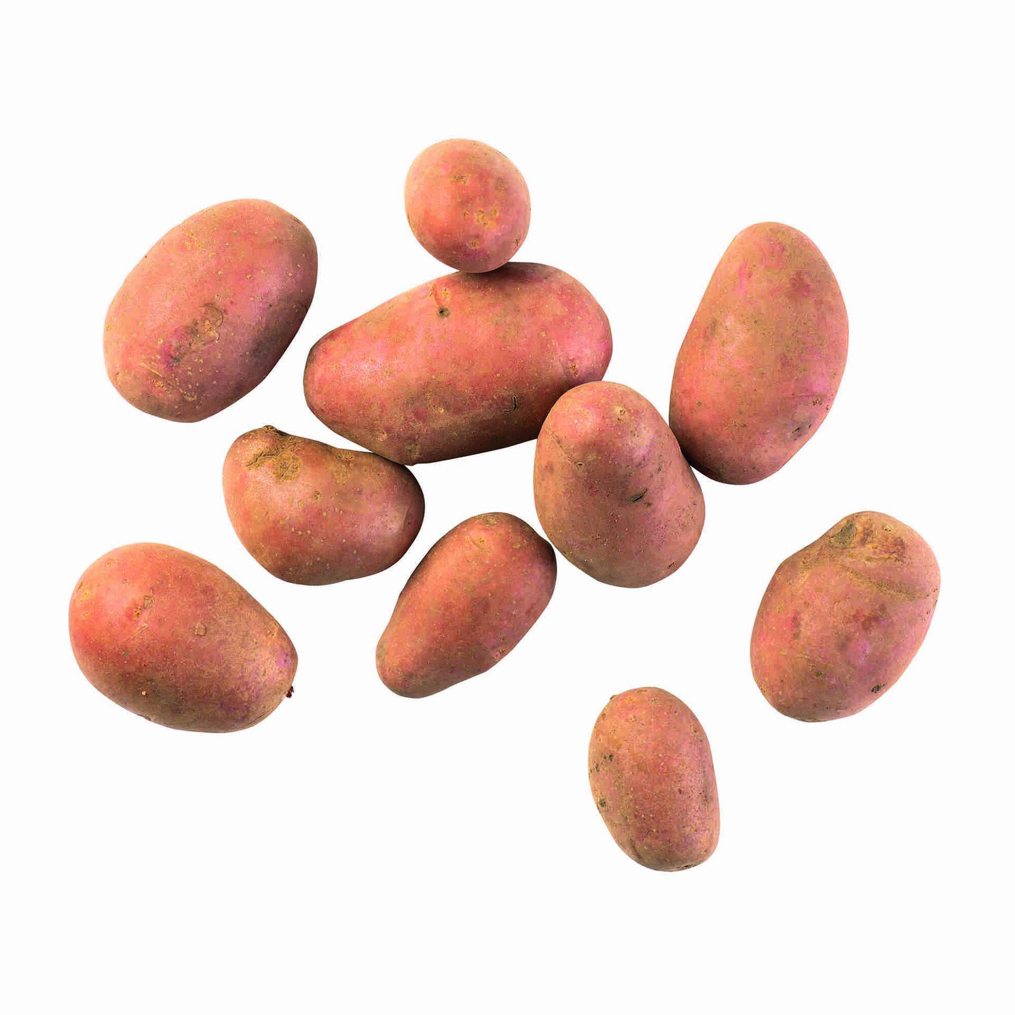 Batata Vermelha Biológica