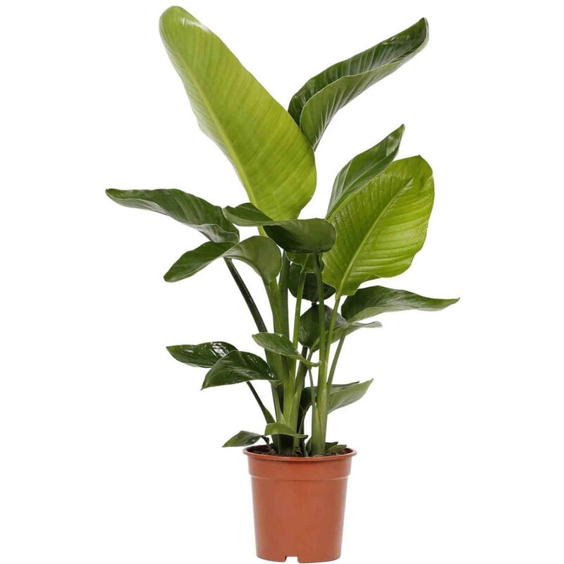 Planta Natural Strelitzia Nicolai 80-90cm V19 Bioma