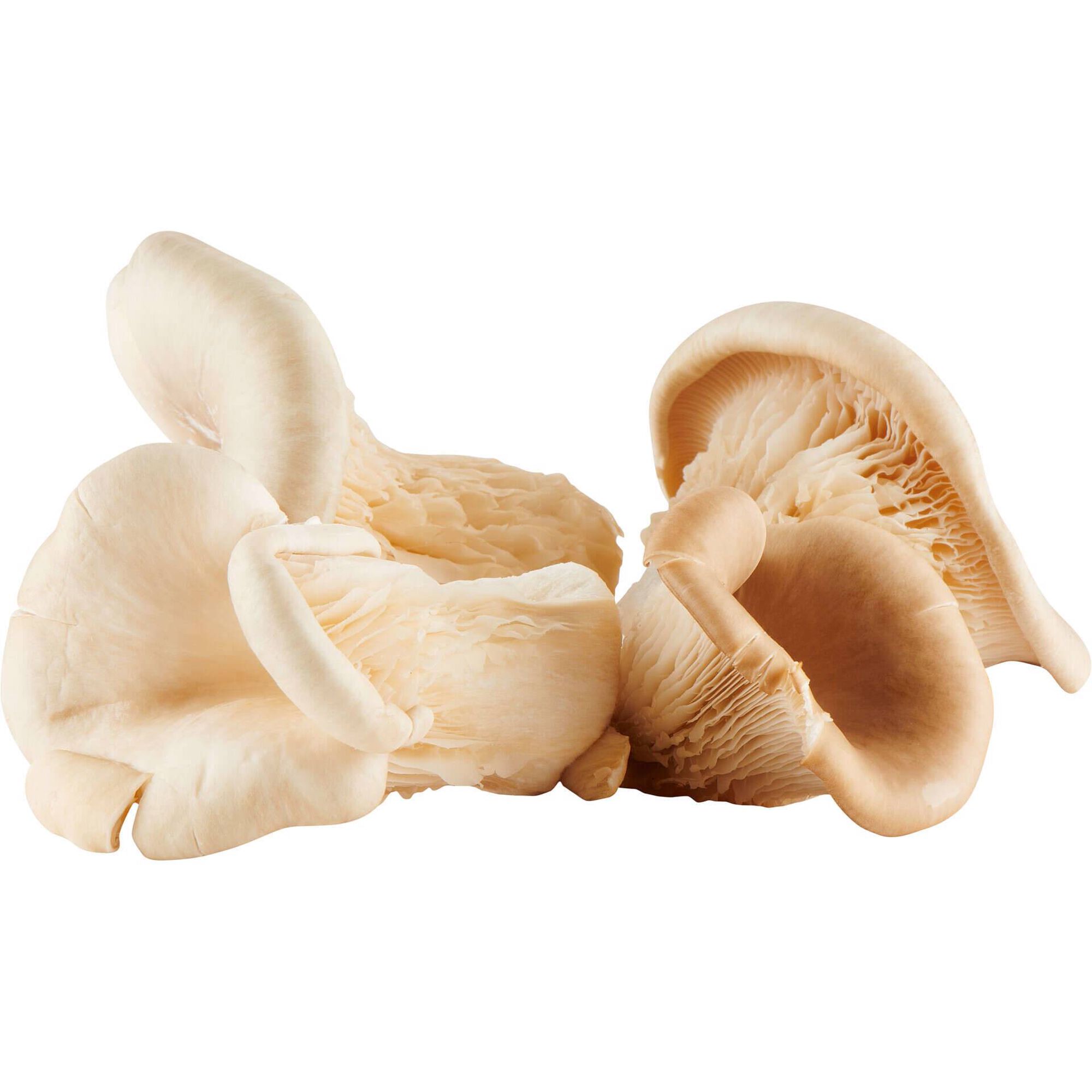 Cogumelo Pleurotus Nam