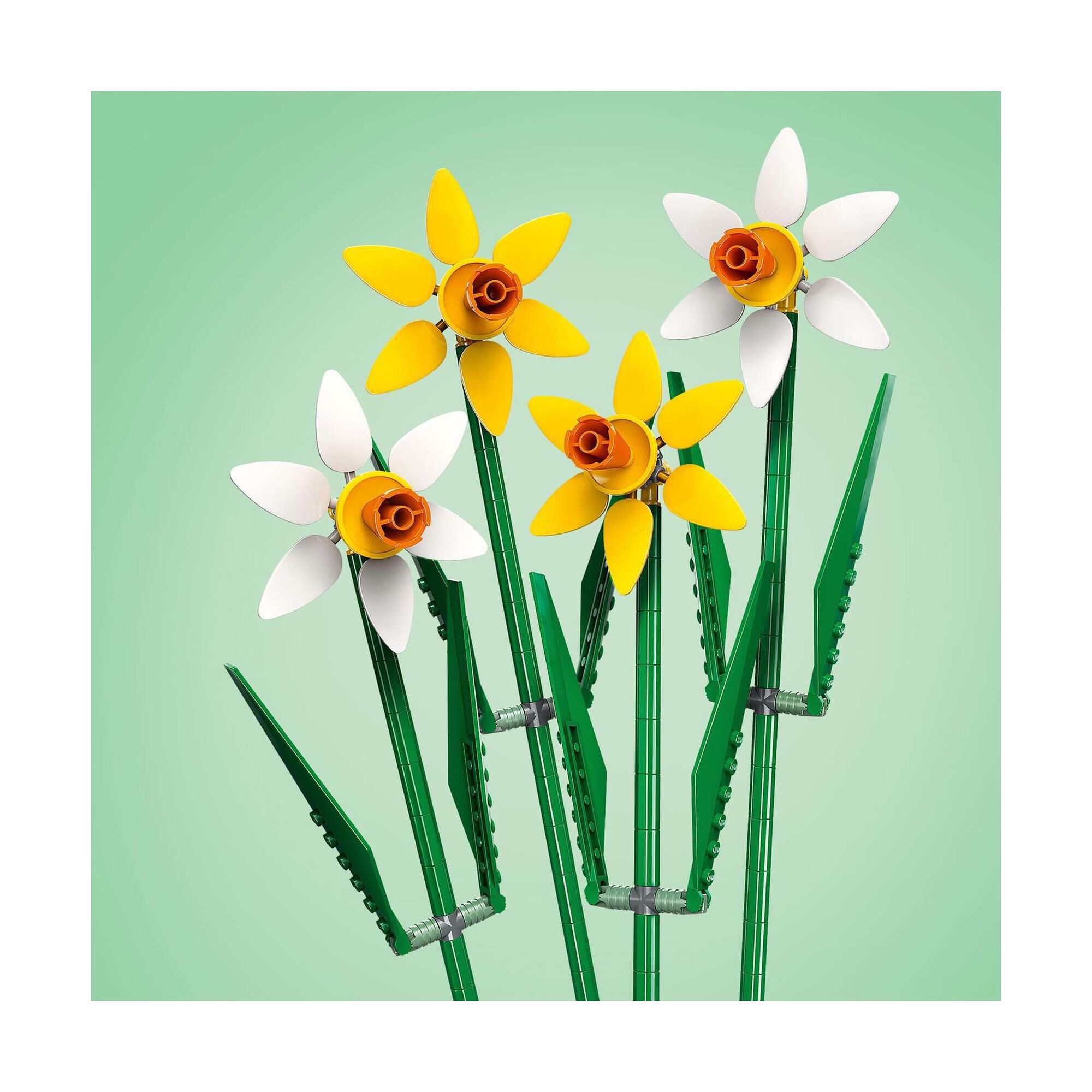 Narcisos - 40747