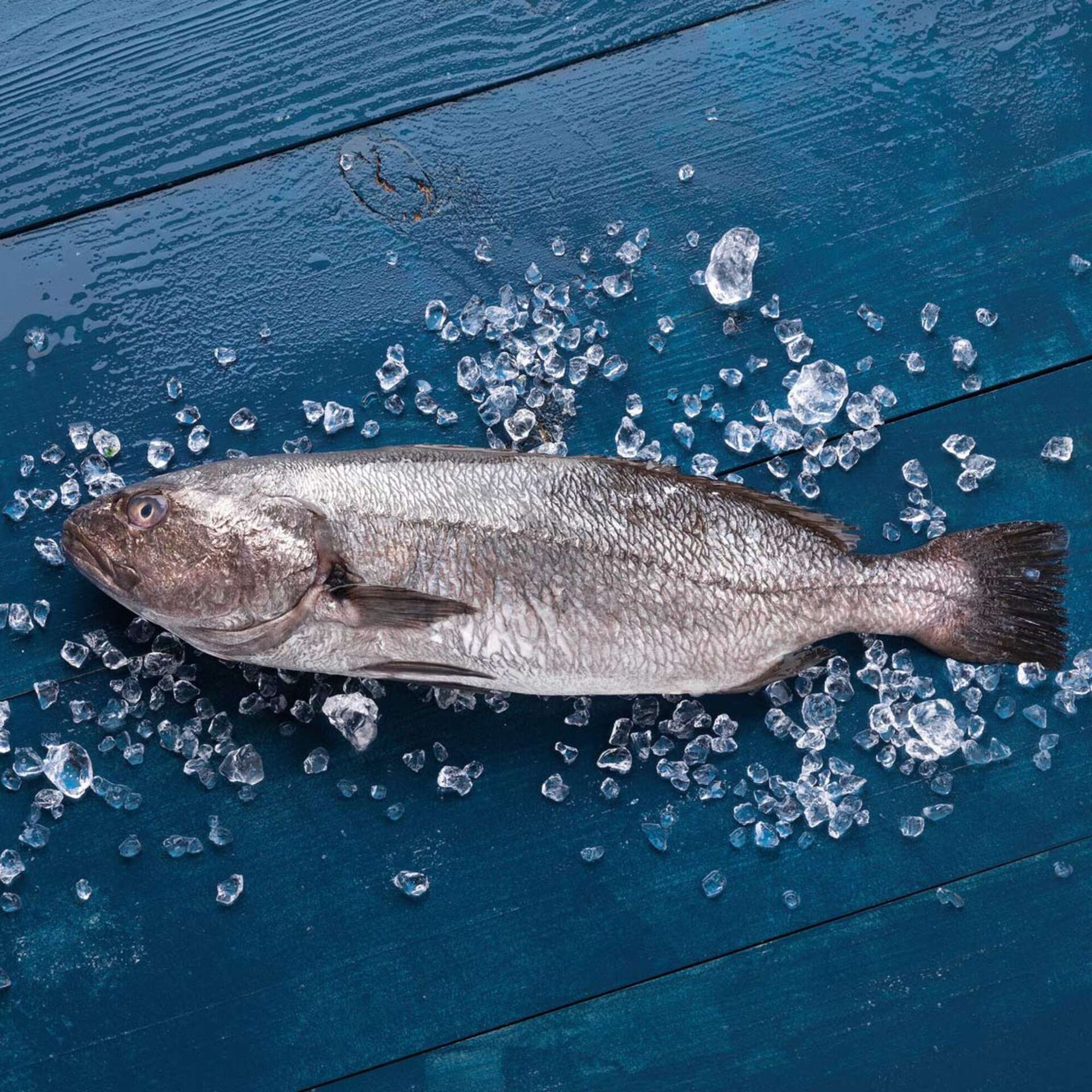 Corvina Fresca