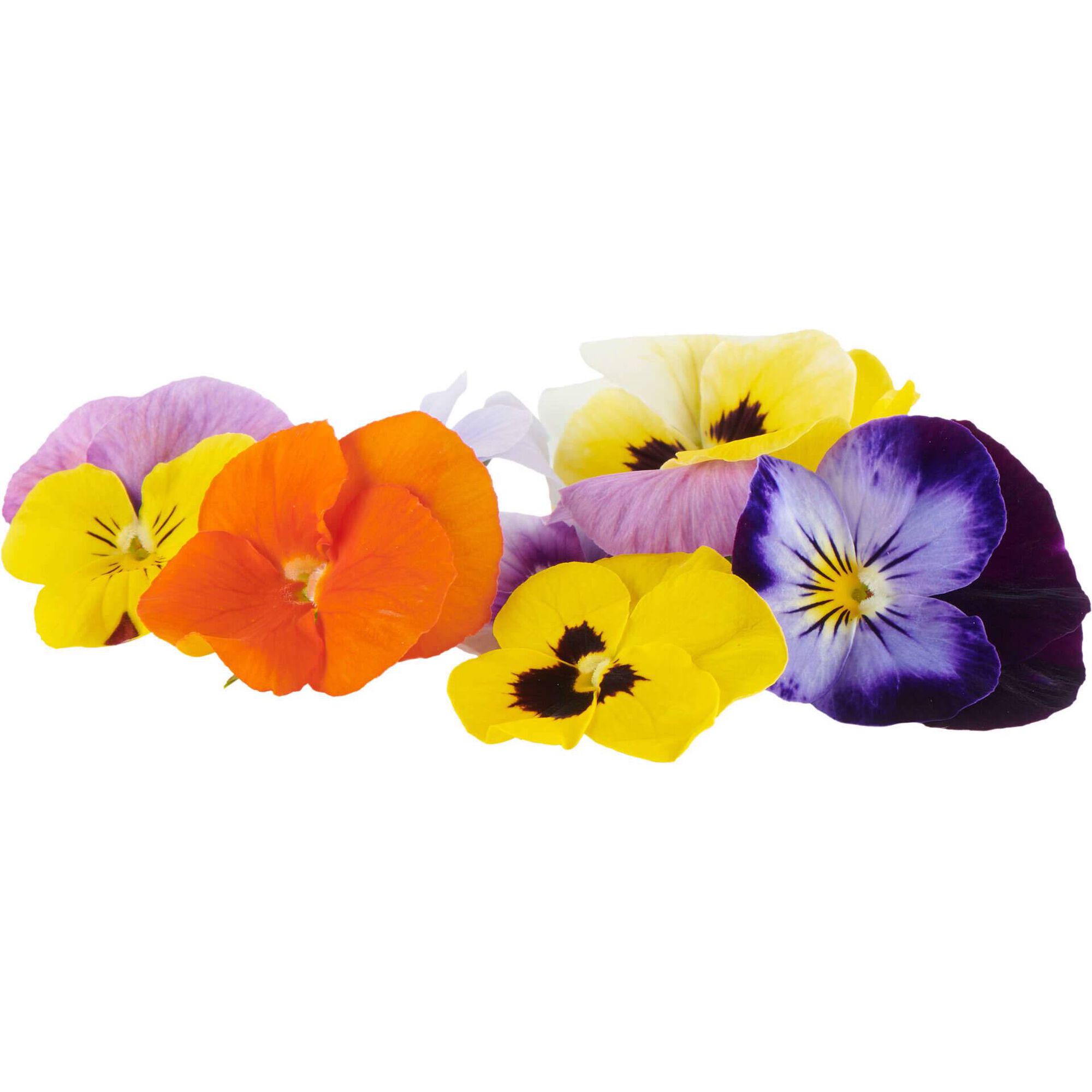 Mix Flores Comest&iacute;veis Arom&aacute;ticas Vivas