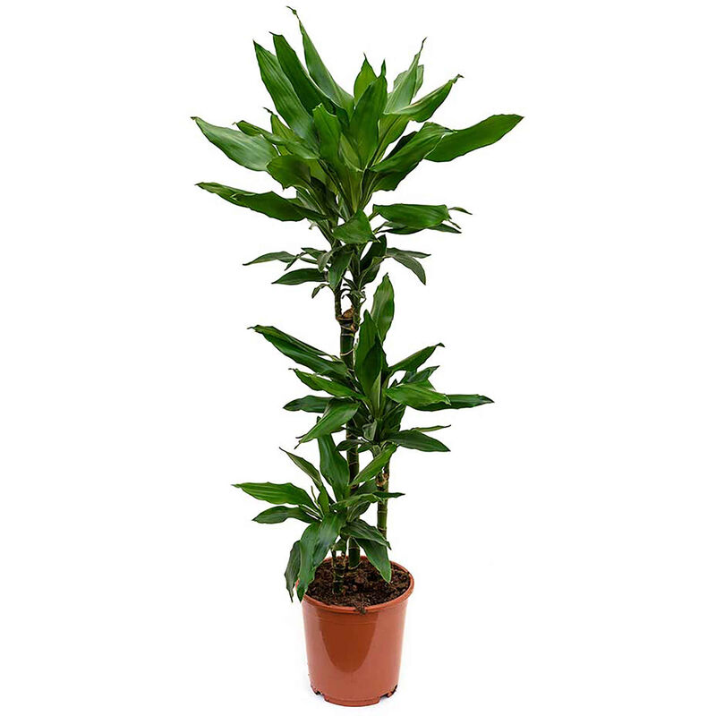 Planta Natural Dracaena fragans Janet Lind 120-130cm V24 Bioma