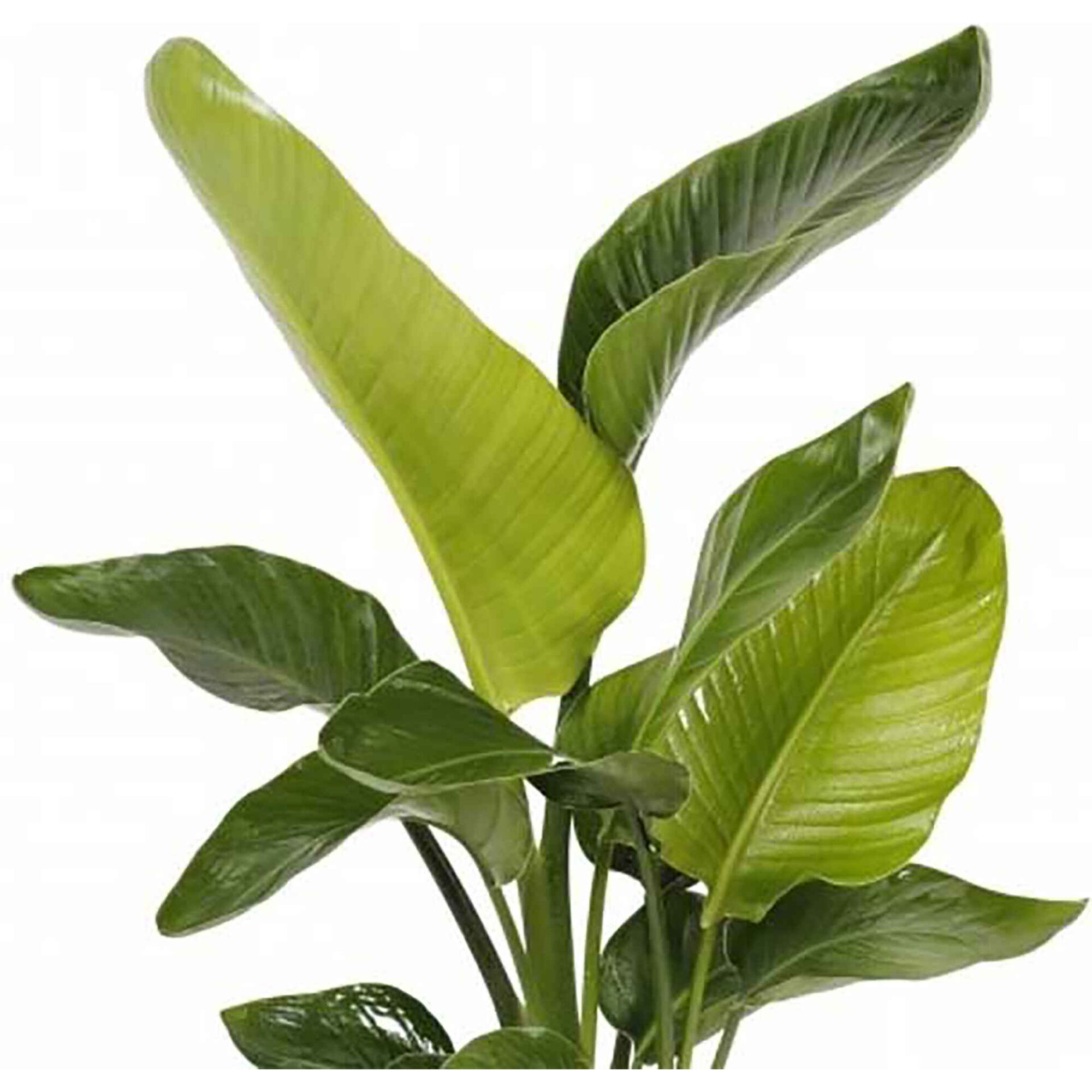Planta Natural Strelitzia Nicolai 80-90cm V19 Planta Natural Strelitzia Nicolai 80-90cm V19