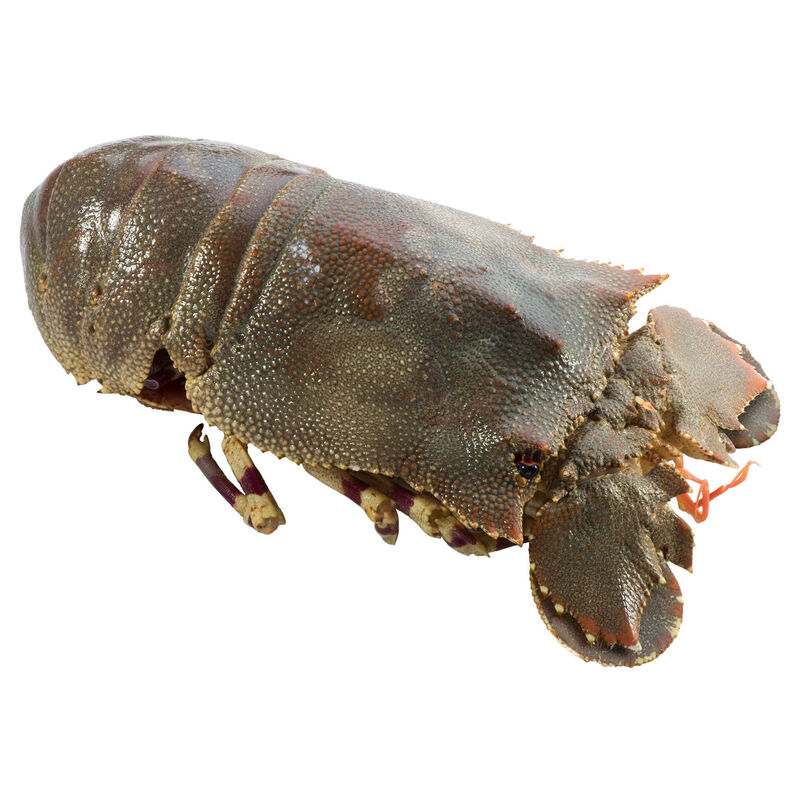 Cavaco de Moçambique Congelado