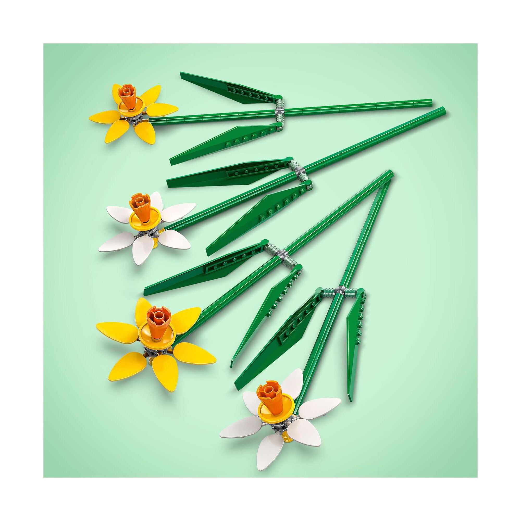 Narcisos - 40747