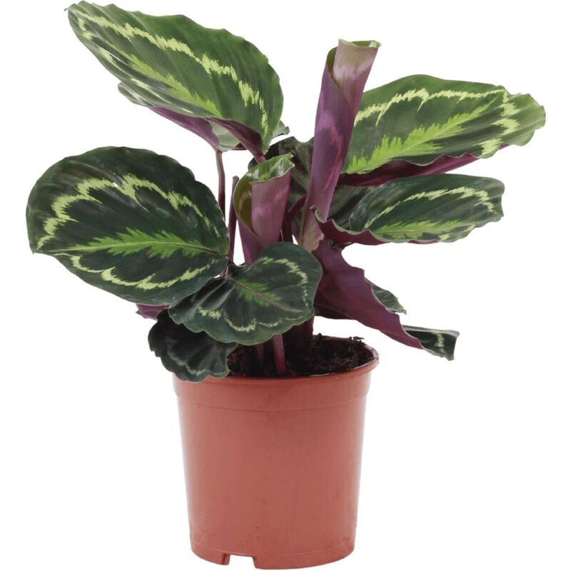 Planta Natural Calathea Medallion 30-40cm V14