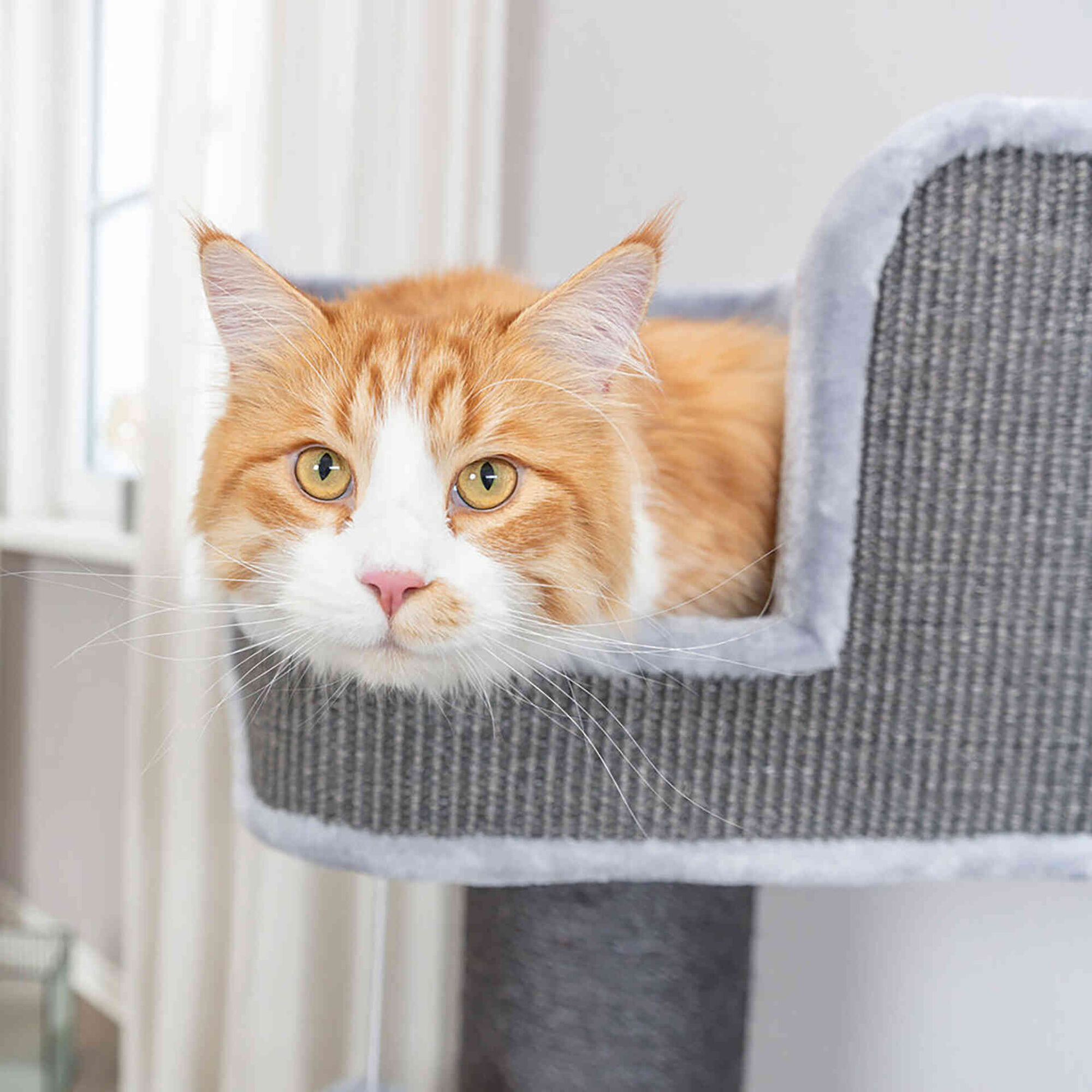 Arranhador para Gato Ava II Cinza