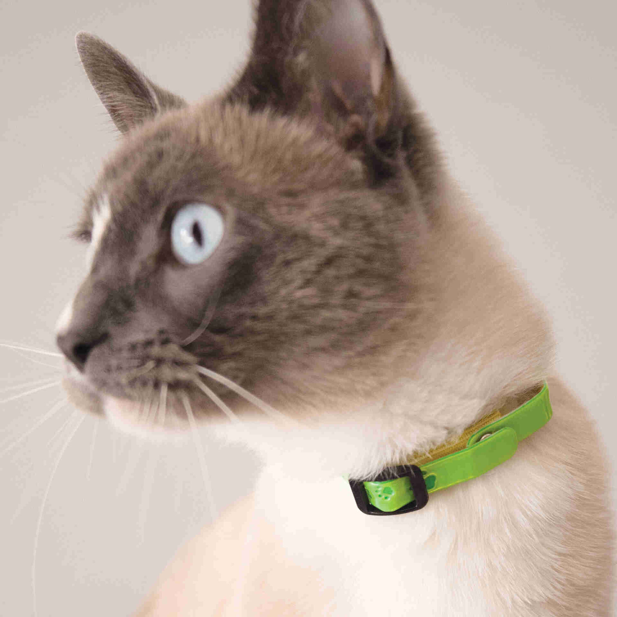 Coleira para Gato Decor Sortido