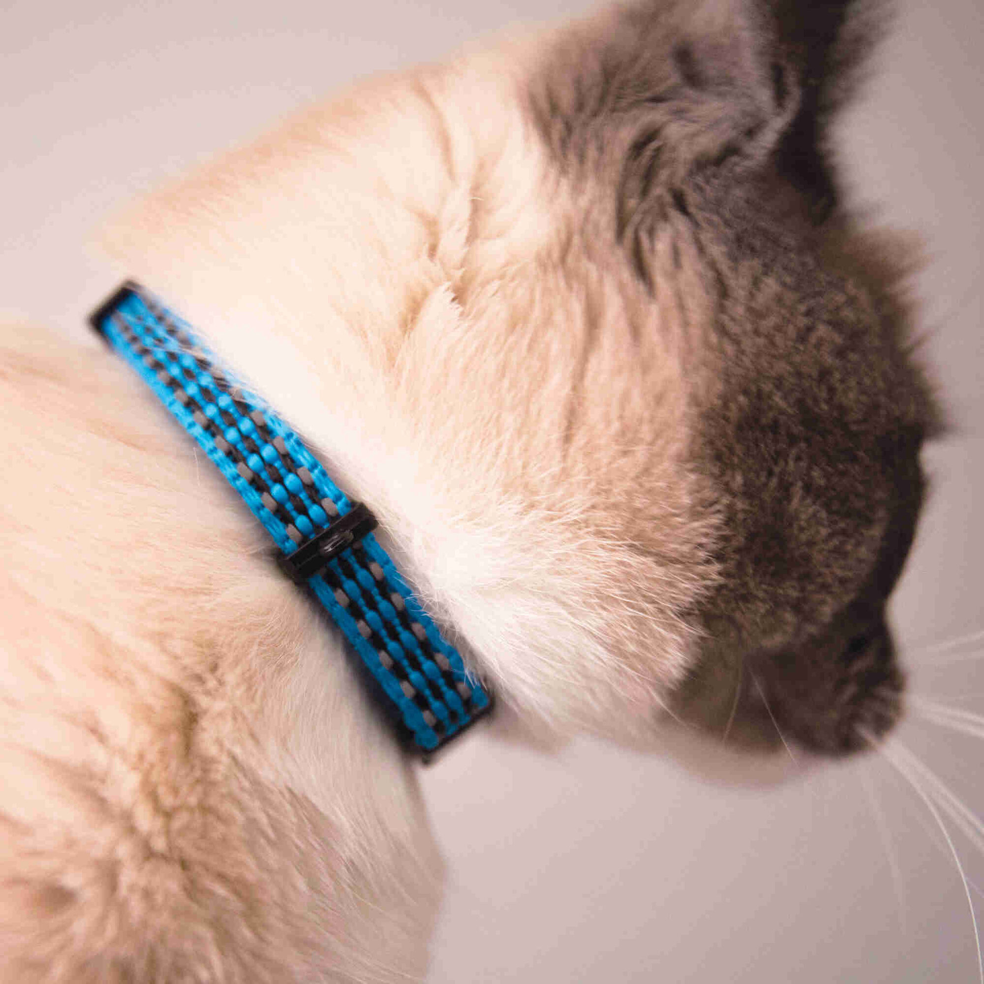 Coleira para Gato Decor Sortido