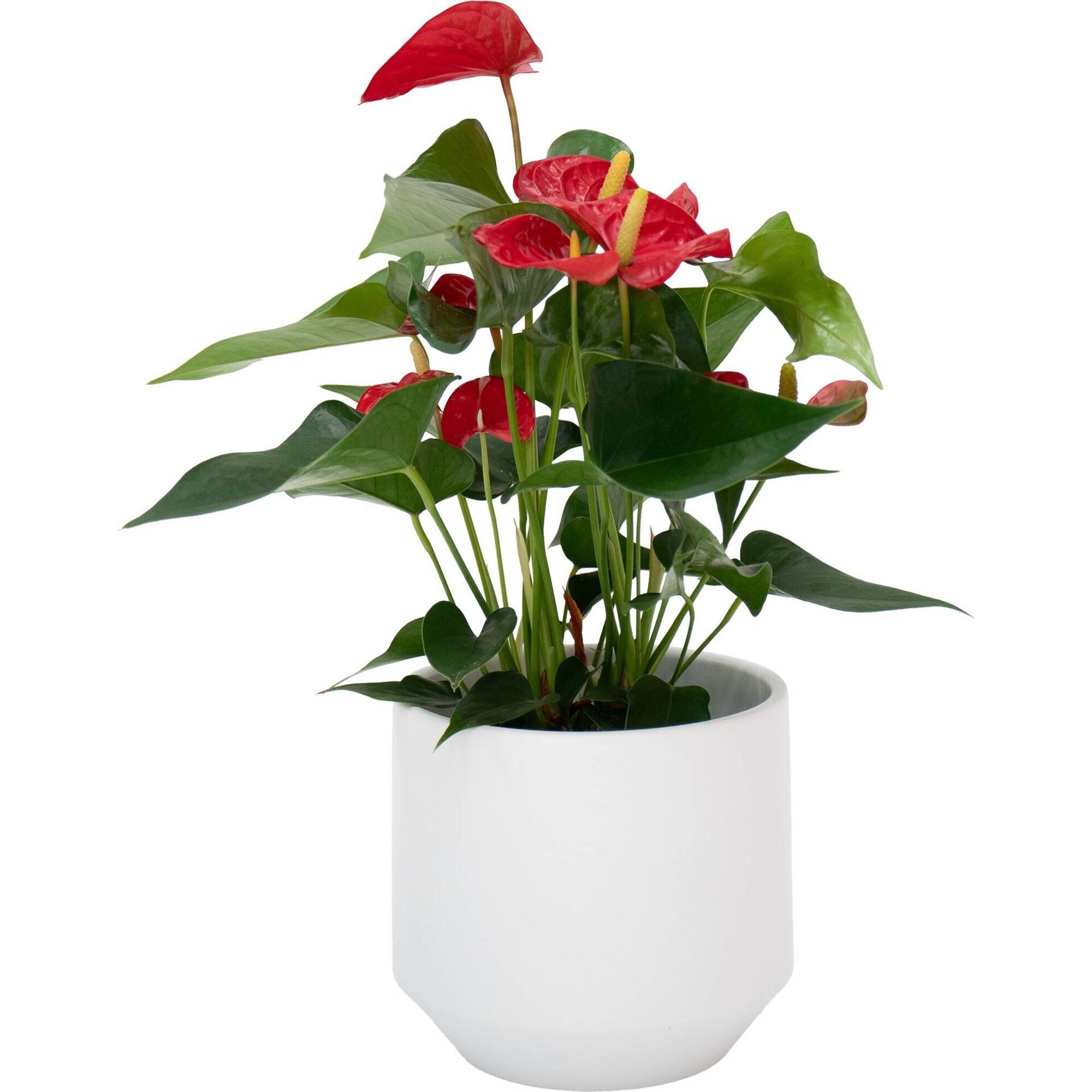 Planta Natural Ant&uacute;rio Vermelho 40-50cm V14 Vaso Aurora 17cm Branco