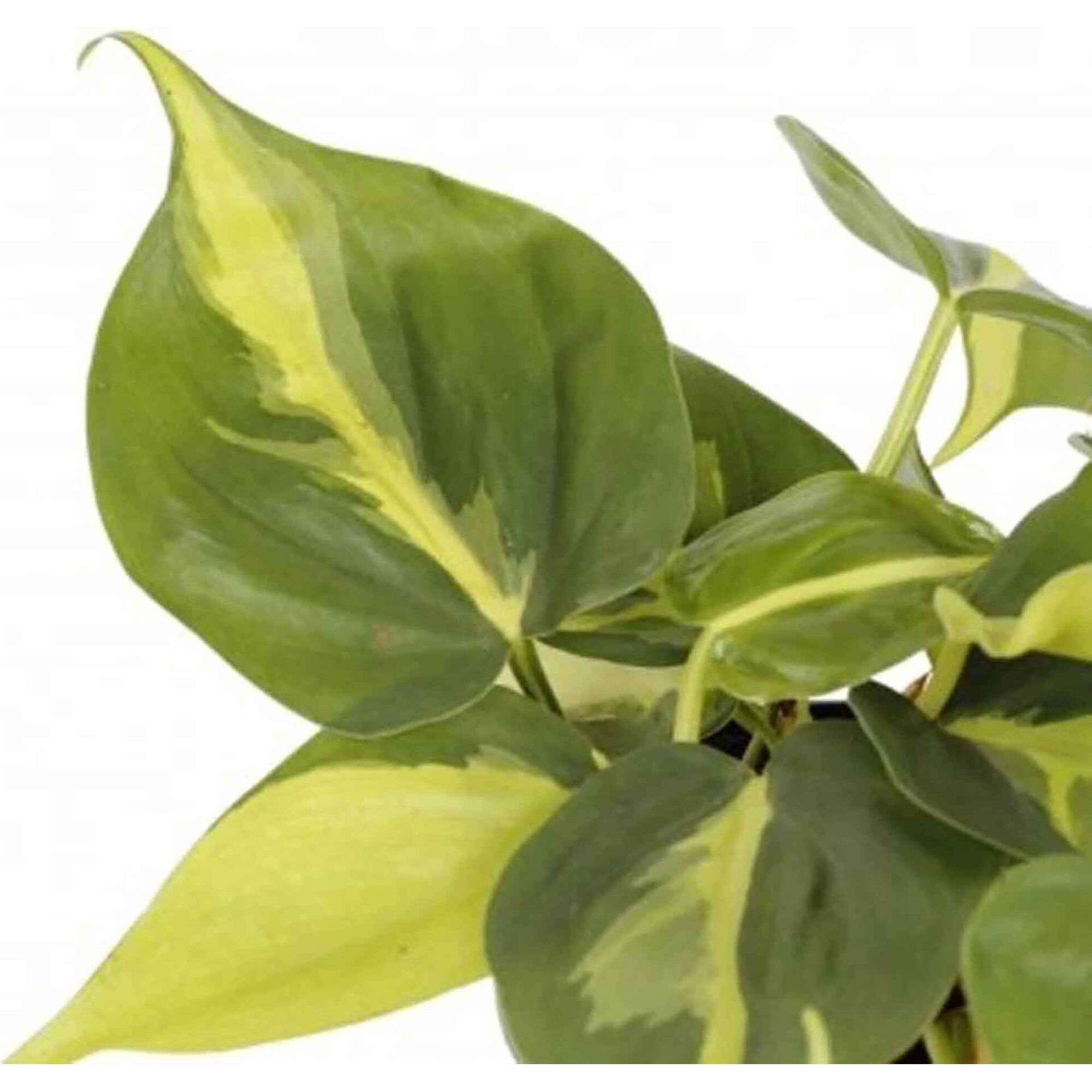 Planta Natural Philodendron scandens Brasil 20-30cm V15 suspensão