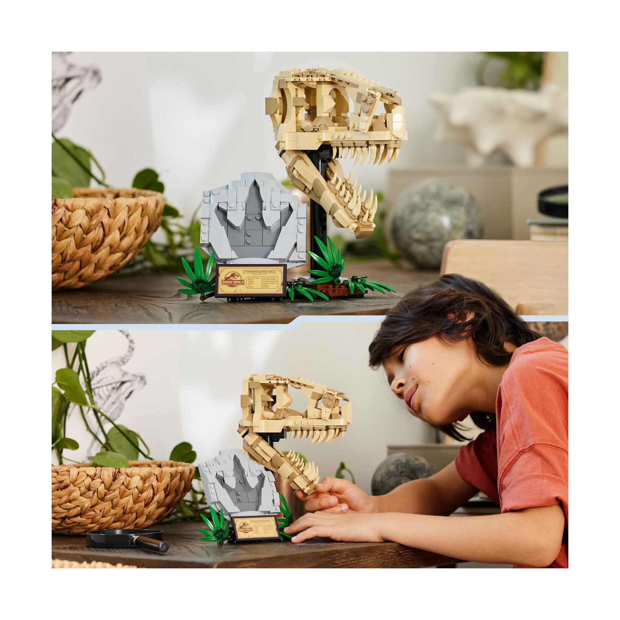 Fósseis de Dinossauros: T-Rex – Caveira - 76964