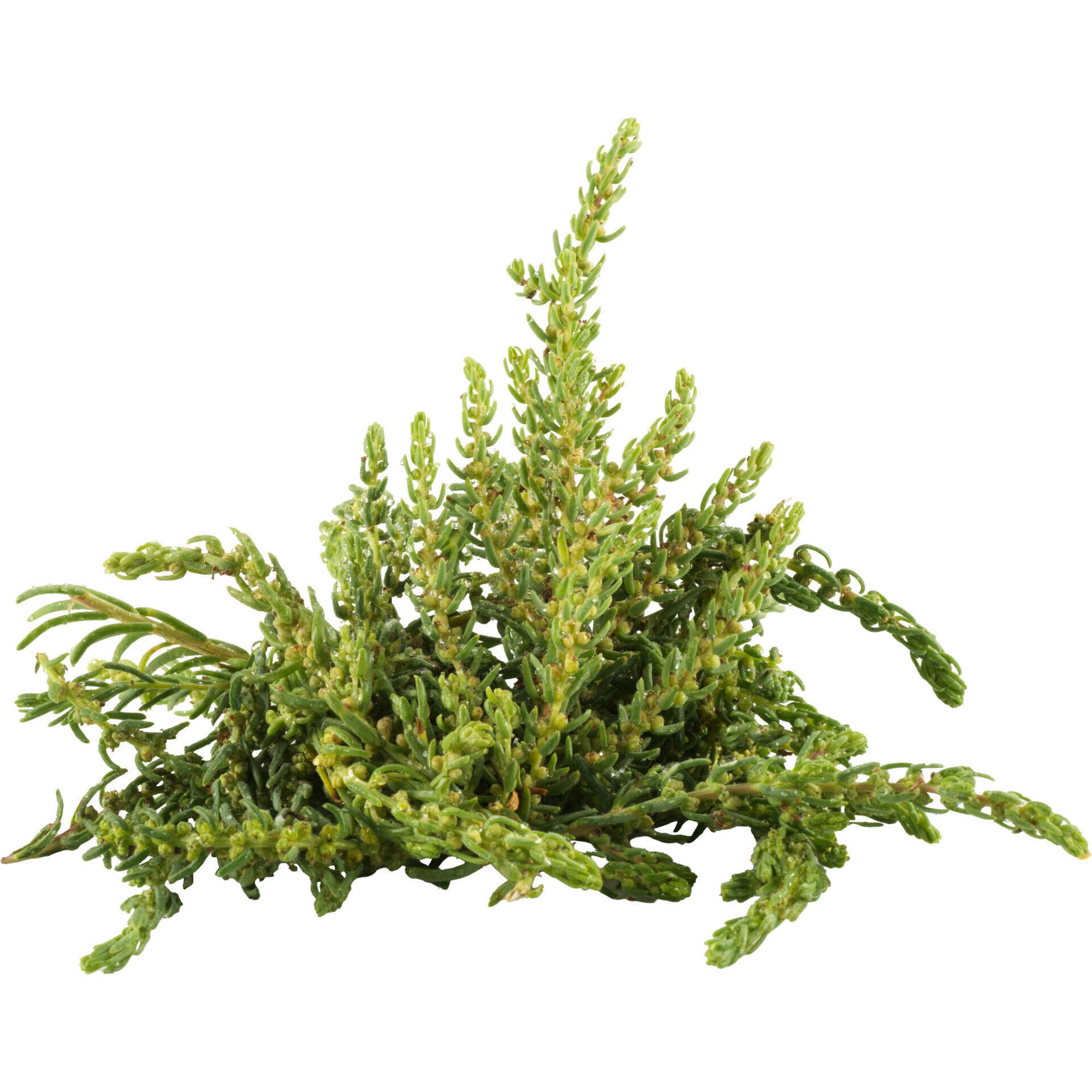 Valverde Crunchy Biológica