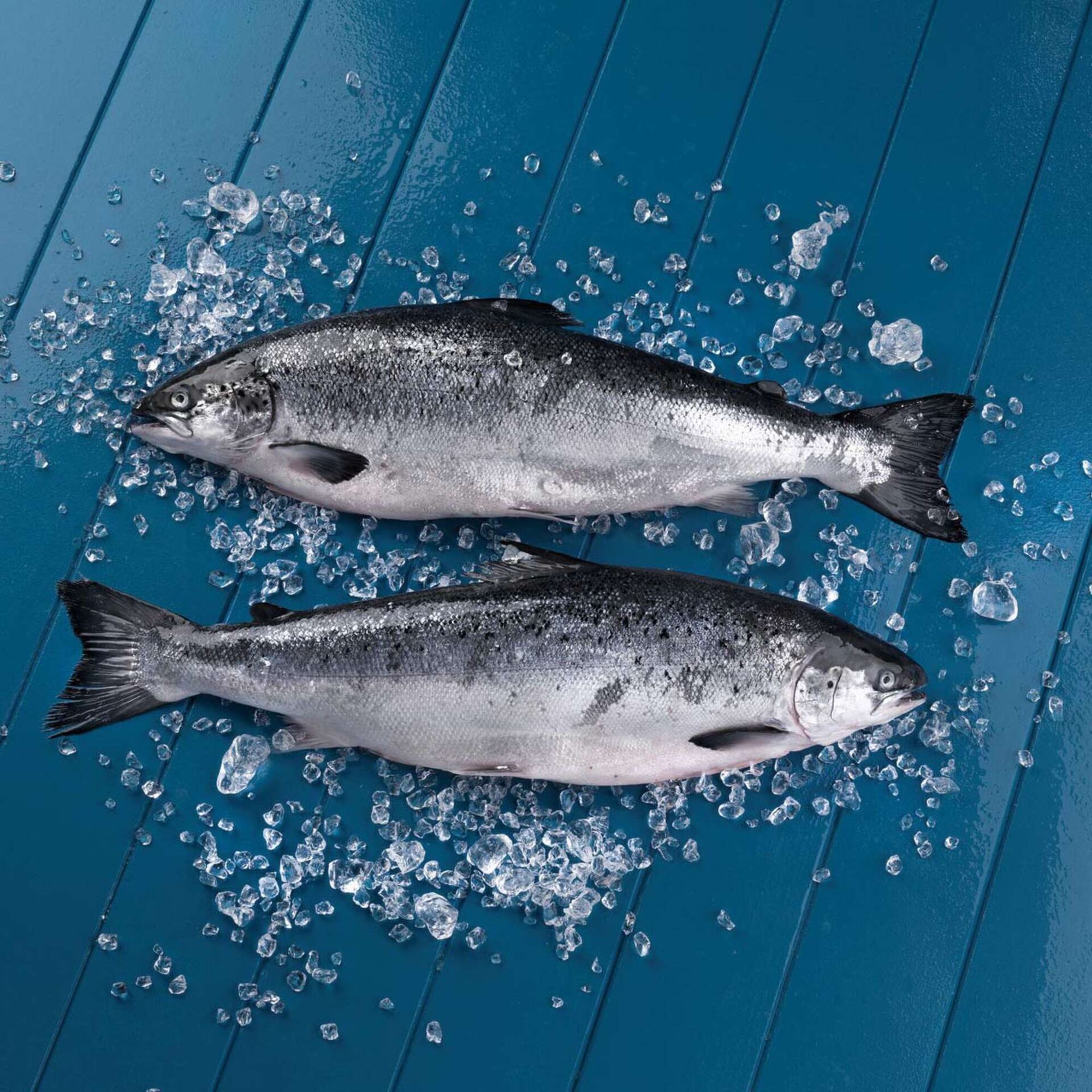 Salmão Pequeno Fresco