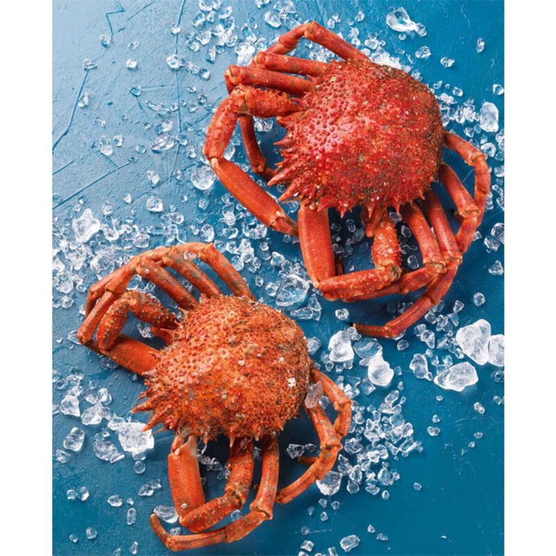 Santola Cozida Fresca