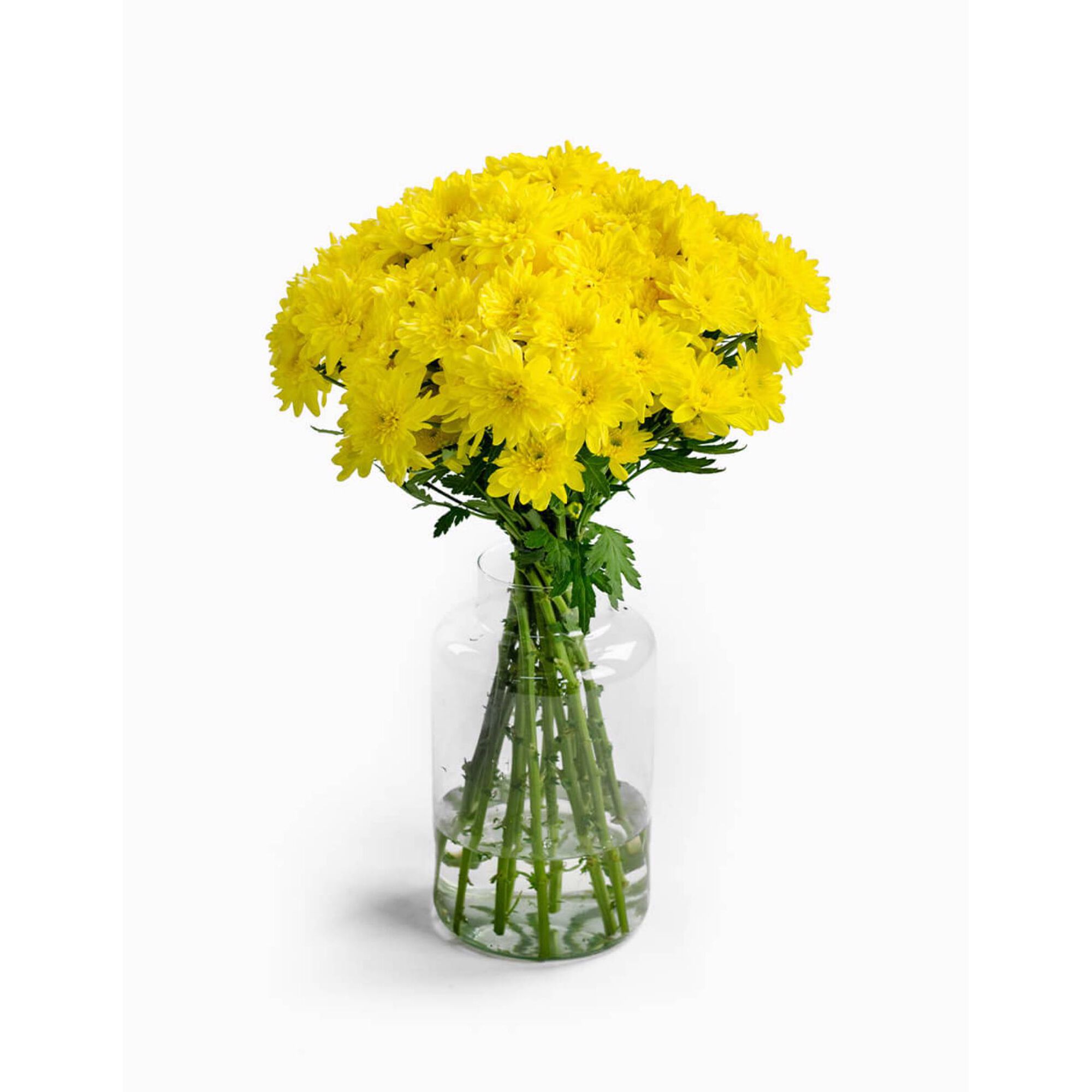 Molho de 10 Margaridas Amarelas