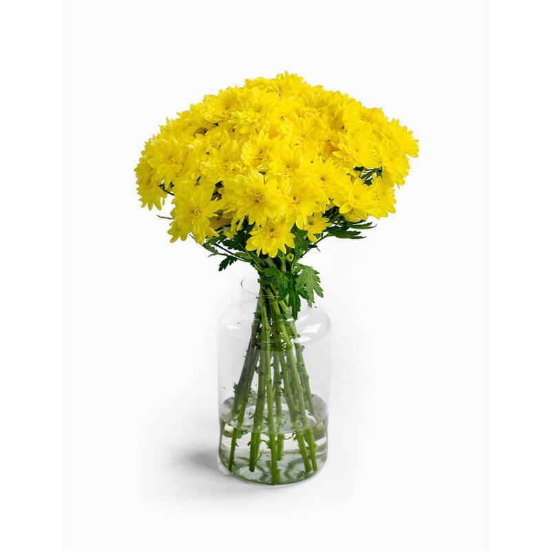 Molho de 10 Margaridas Amarelas Flores no Cais