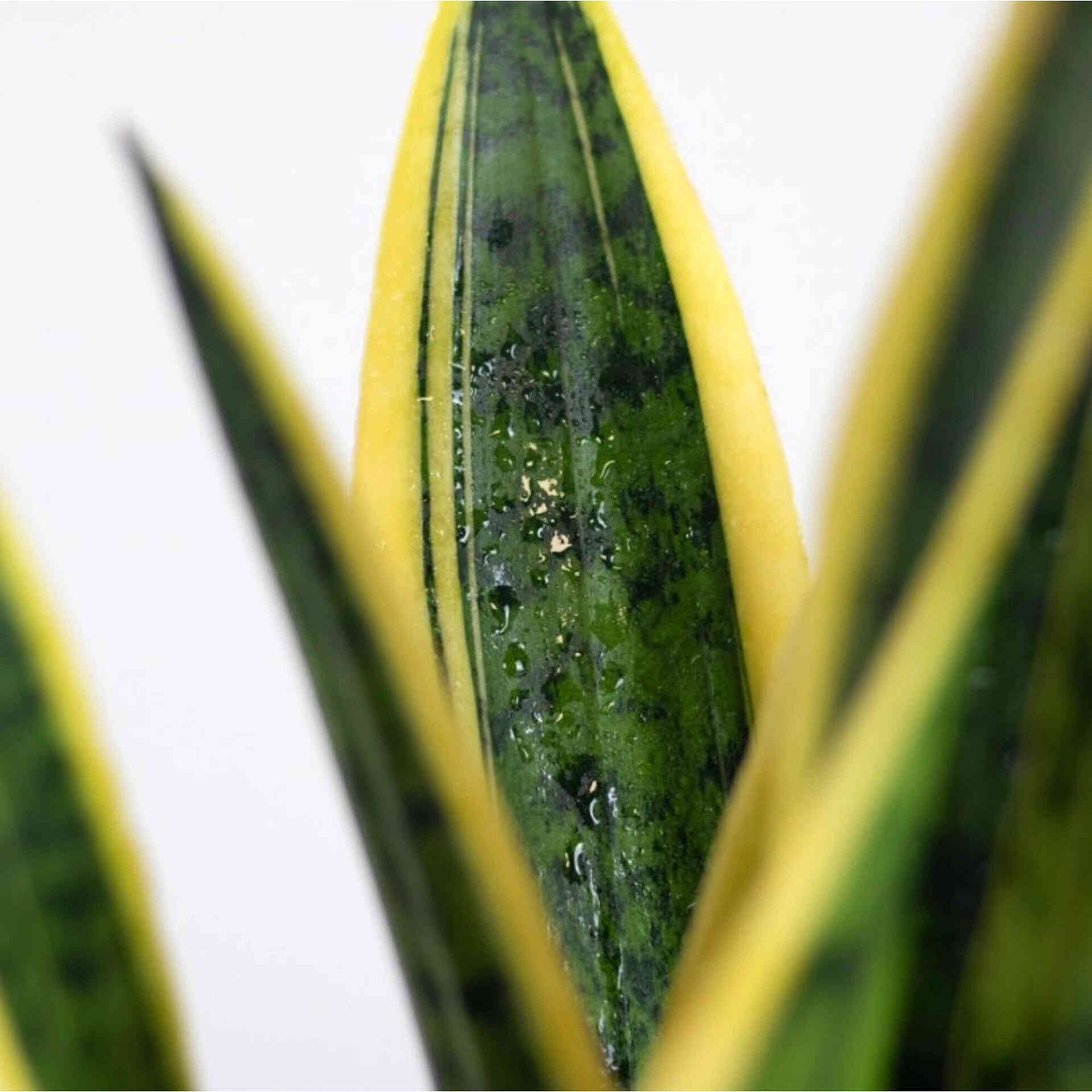 Planta Natural Sansevieria laurentii 60-70cm V17