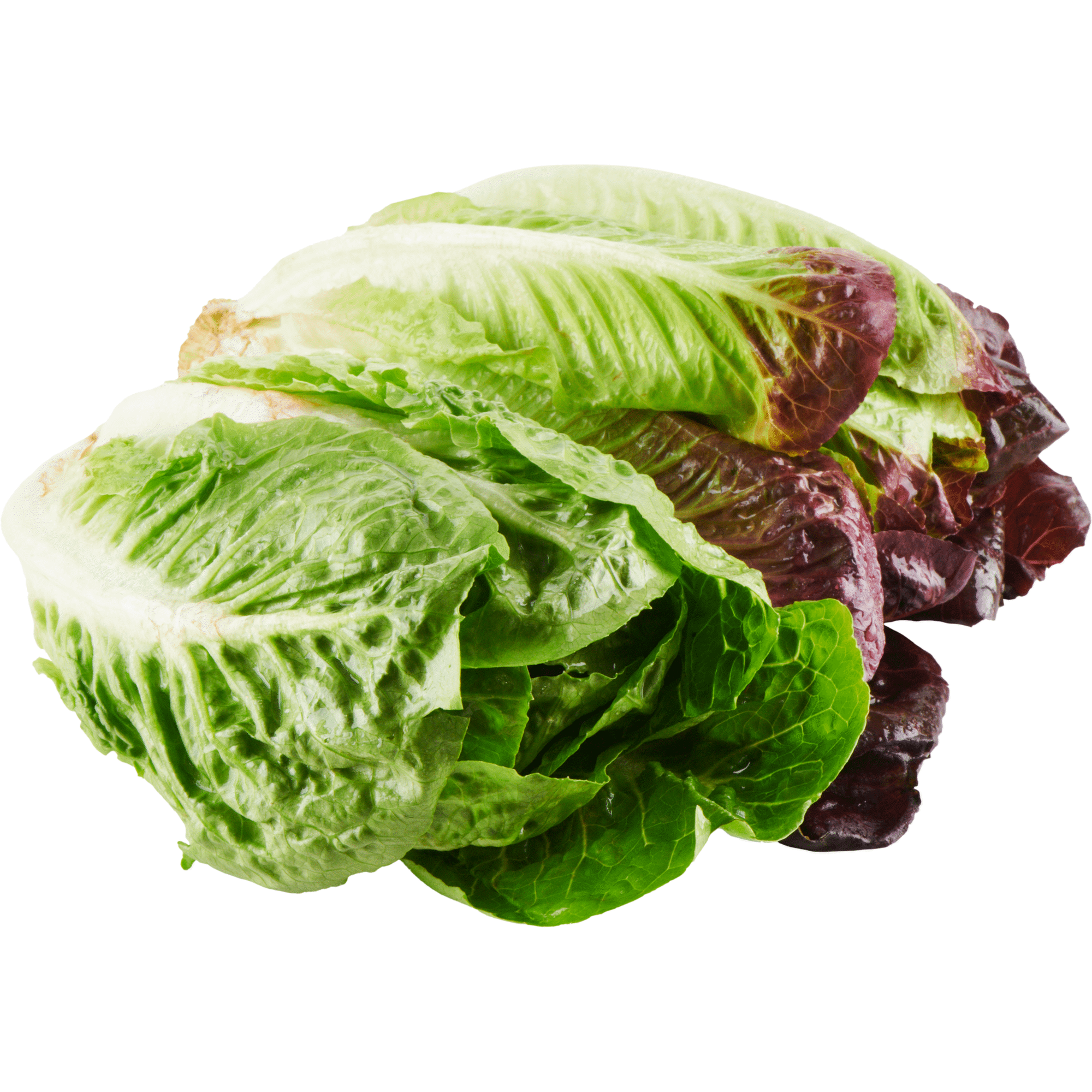 Alface Romana Biológica