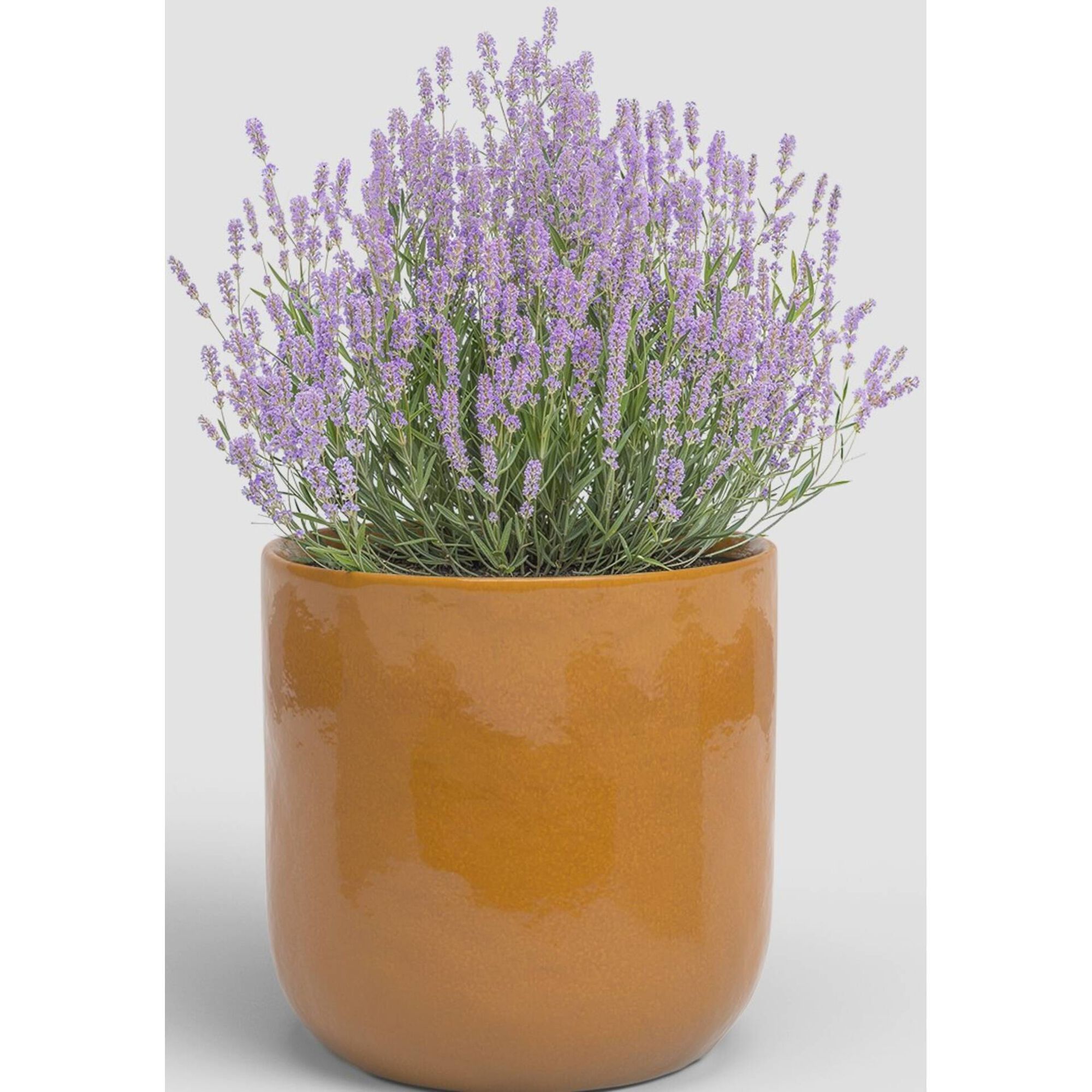 Vaso Redondo J&uacute;piter 16 cm Amarelo Artevasi