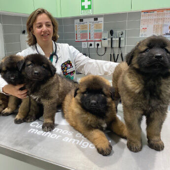 Consult&oacute;rio C&atilde;es Veterin&aacute;ria