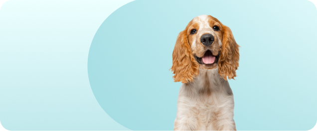 C&atilde;o