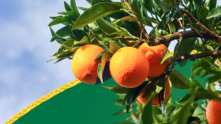 Frutas