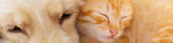 Animais