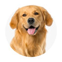 Cão