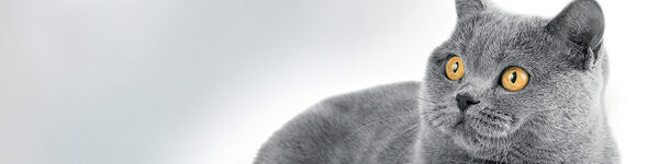 Uppy Gato