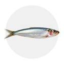 Sardinha e Carapau