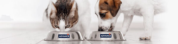 Advance Veterinary Diets