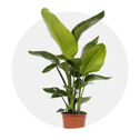 Plantas e Flores