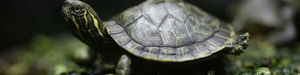 Tartarugas