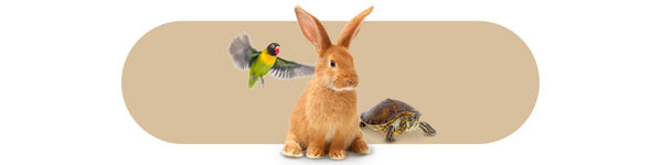 Outros Animais