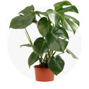 Plantas e Flores Naturais