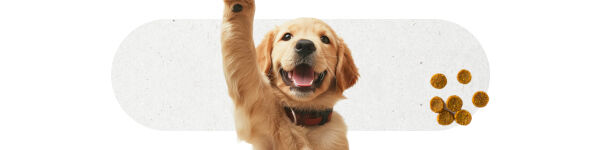Cão