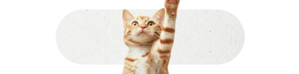 Gato