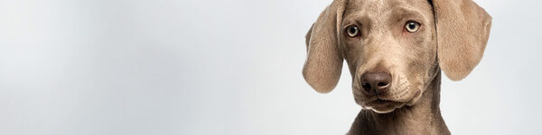 Uppy Cão