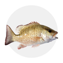 Outros Peixes