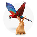 Outros Animais