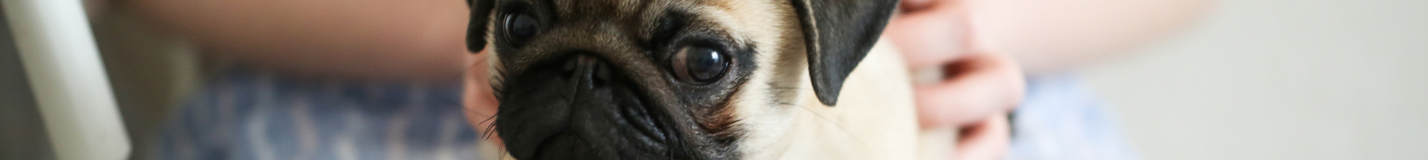 Cão