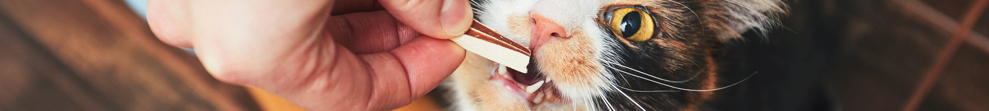 Snacks de Gato