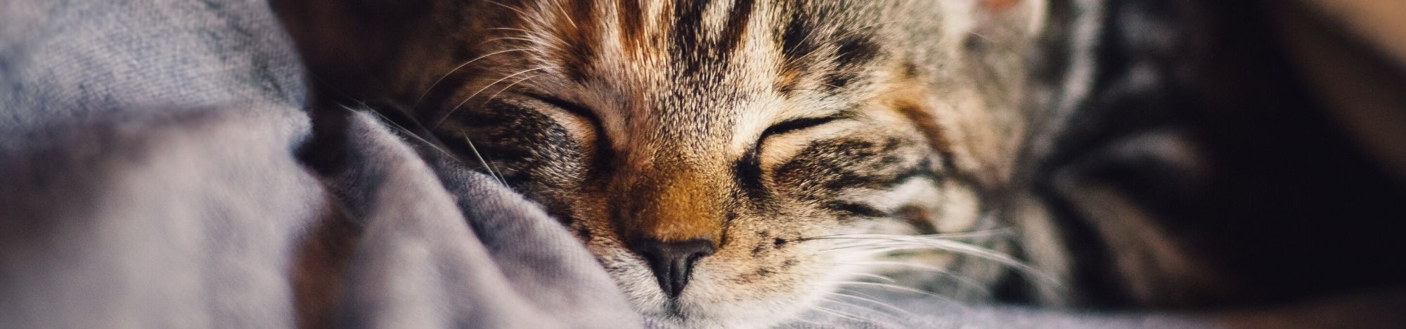 Gato
